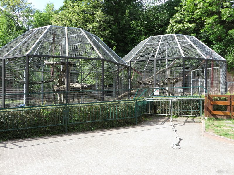 Ape House - Chimpanzees outside enclosure (2014)