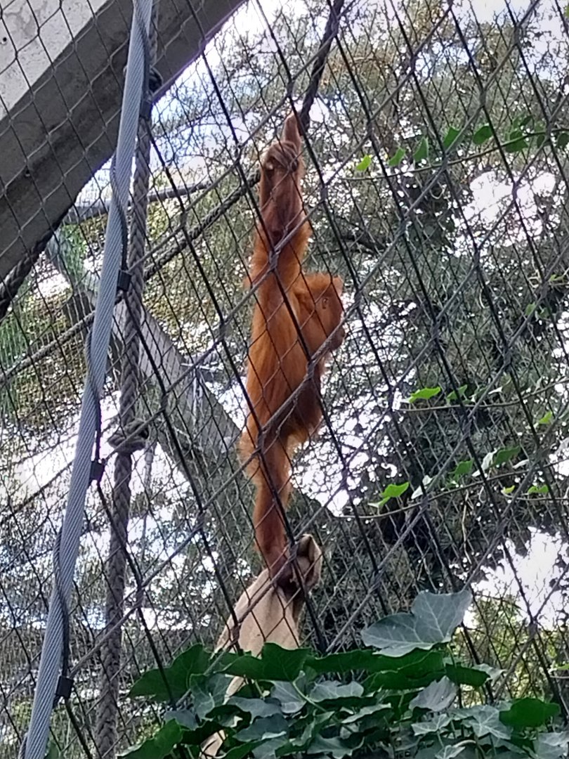Ape house - Geigy anlage - Sumatran orangutan (Pongo pygmaeus abelii)