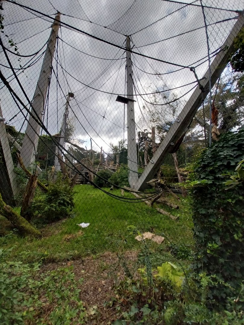 Ape house - Geigy anlage - Sumatran orangutan