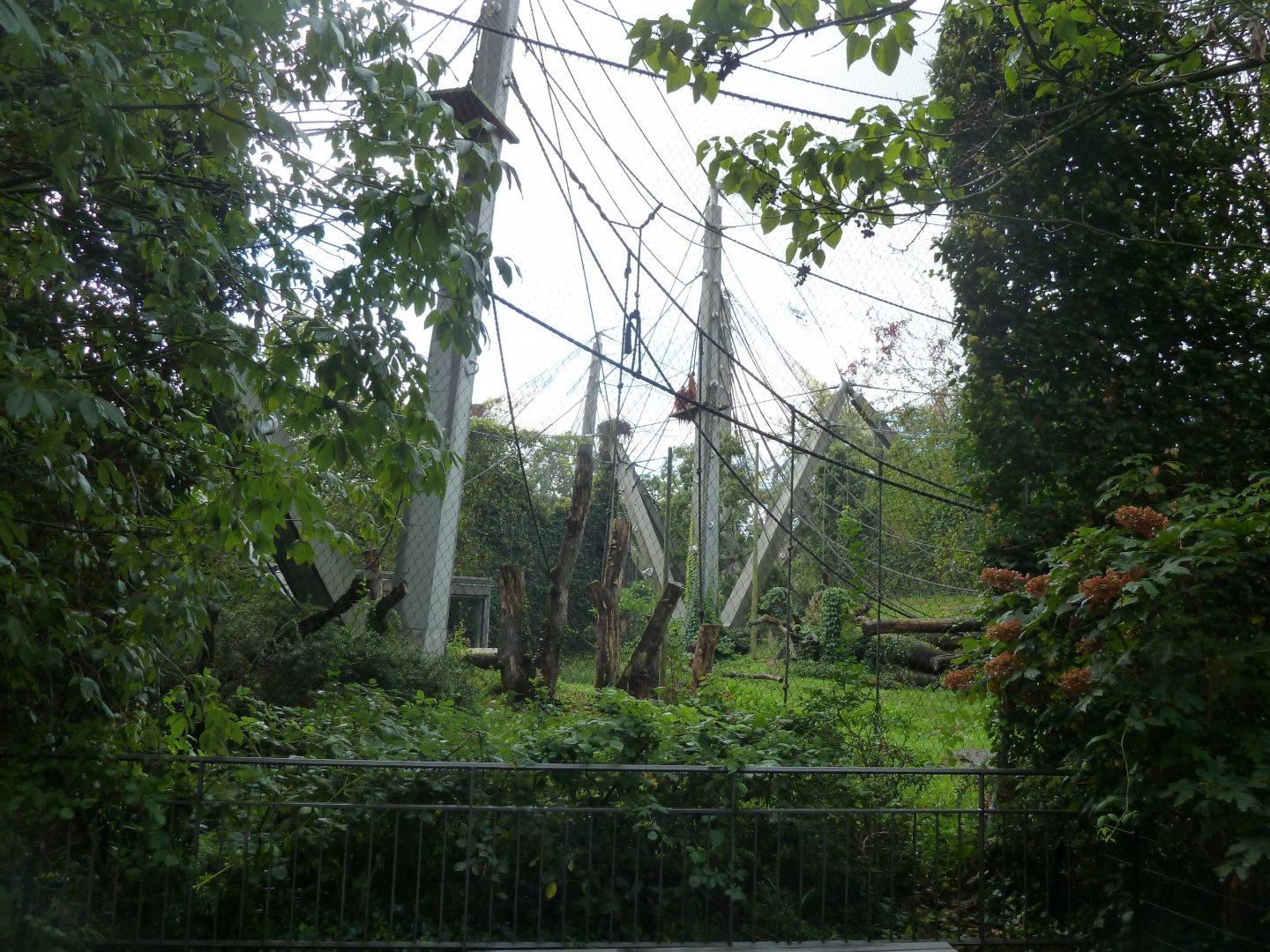 Ape house - Geigy anlage - Sumatran orangutan