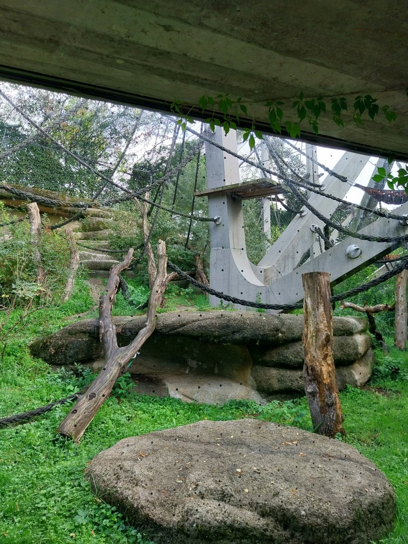 Ape house - Geigy anlage - Western common chimpanzee