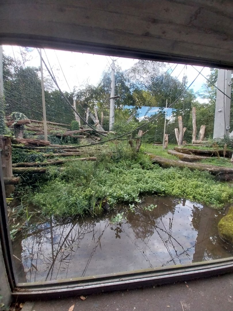 Ape house - Geigy anlage - Western common chimpanzee