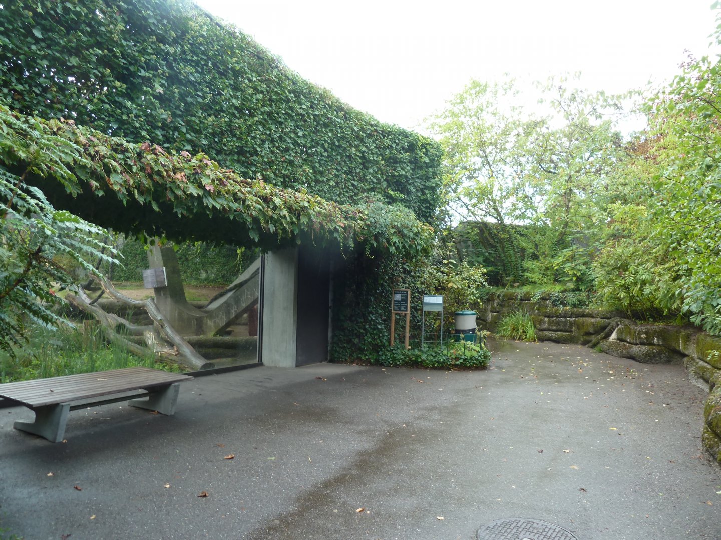 Ape house - Geigy anlage - Western lowland gorilla