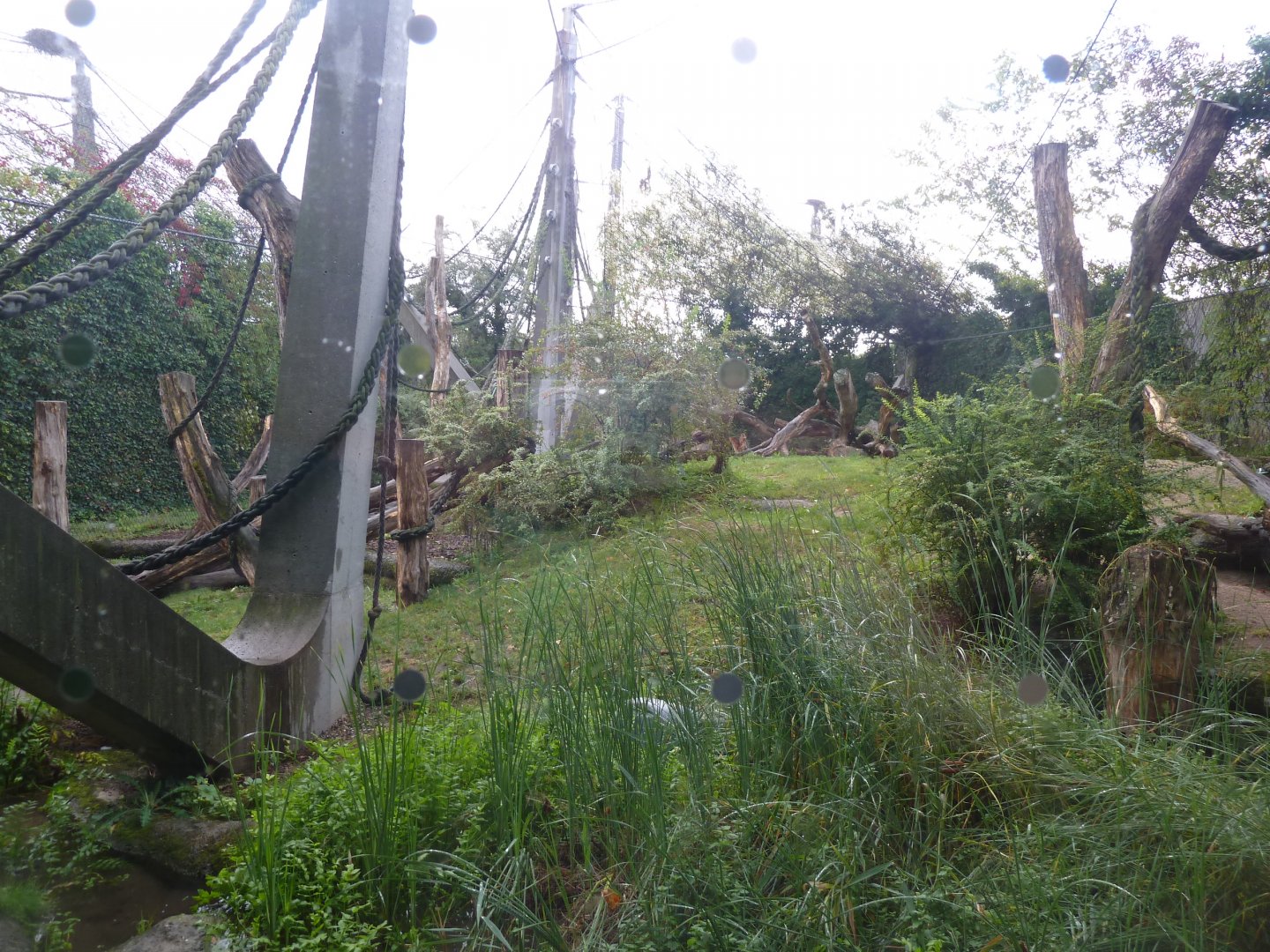 Ape house - Geigy anlage - Western lowland gorilla