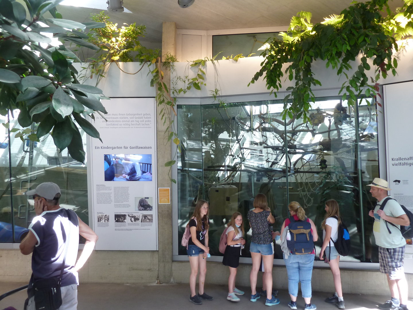 Ape House - Goeldi's monkey & pygmy marmoset holding