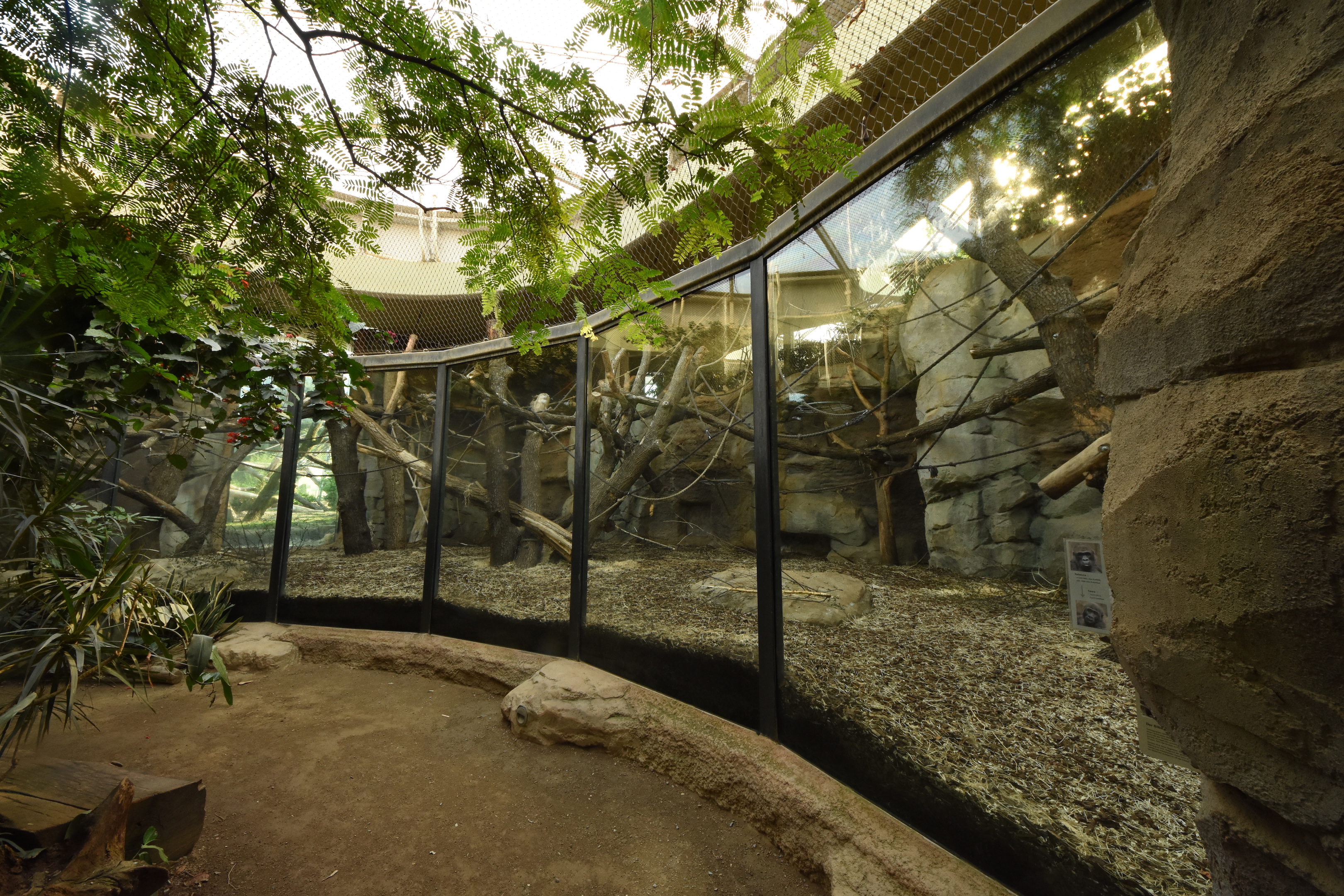 Ape house - Gorilla indoors