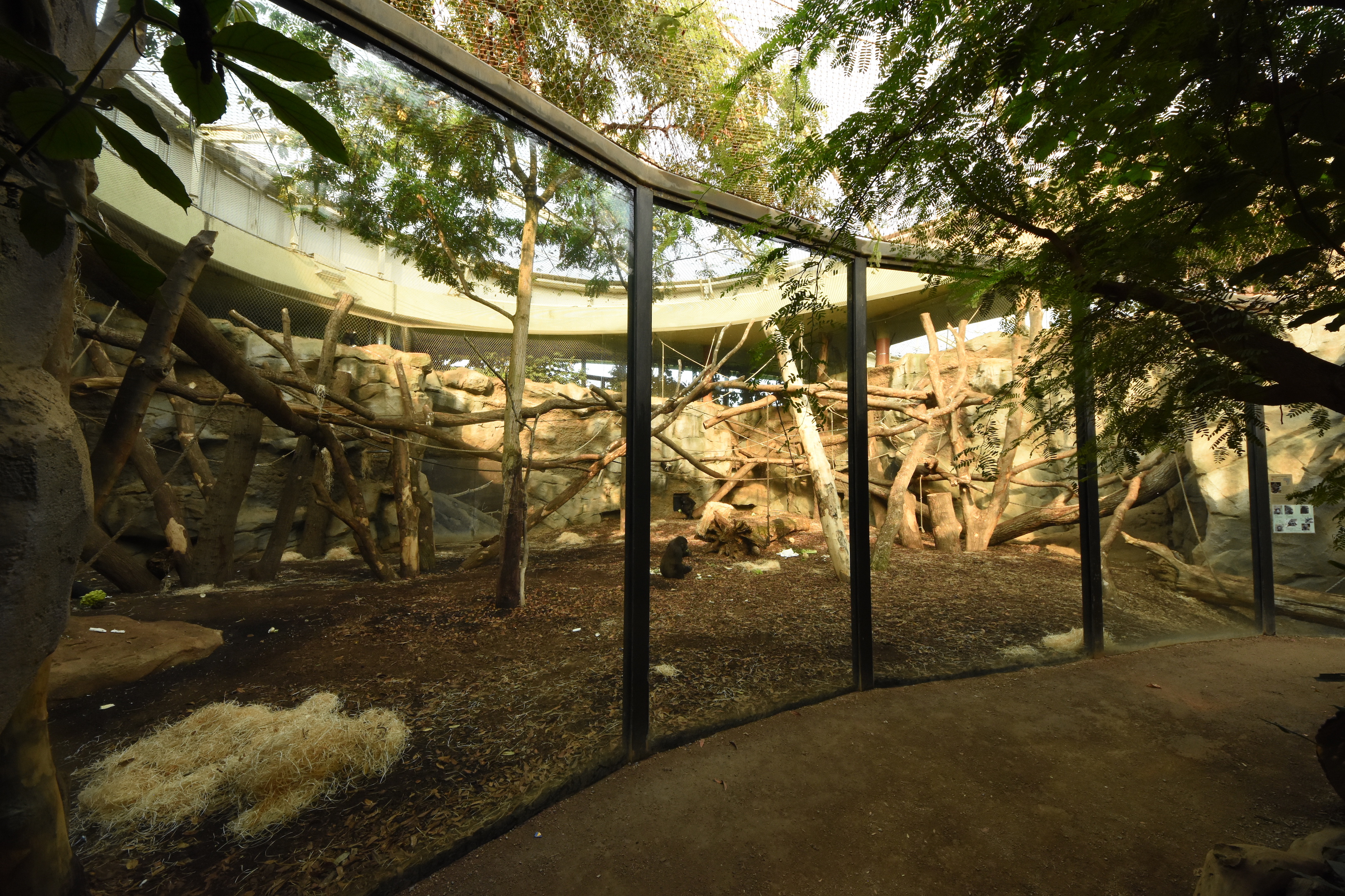 Ape house - Gorilla indoors