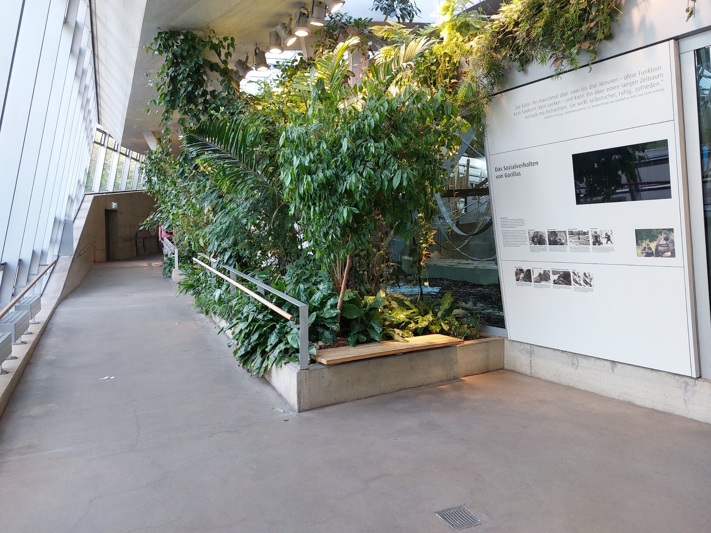 Ape house - Gorilla indoors