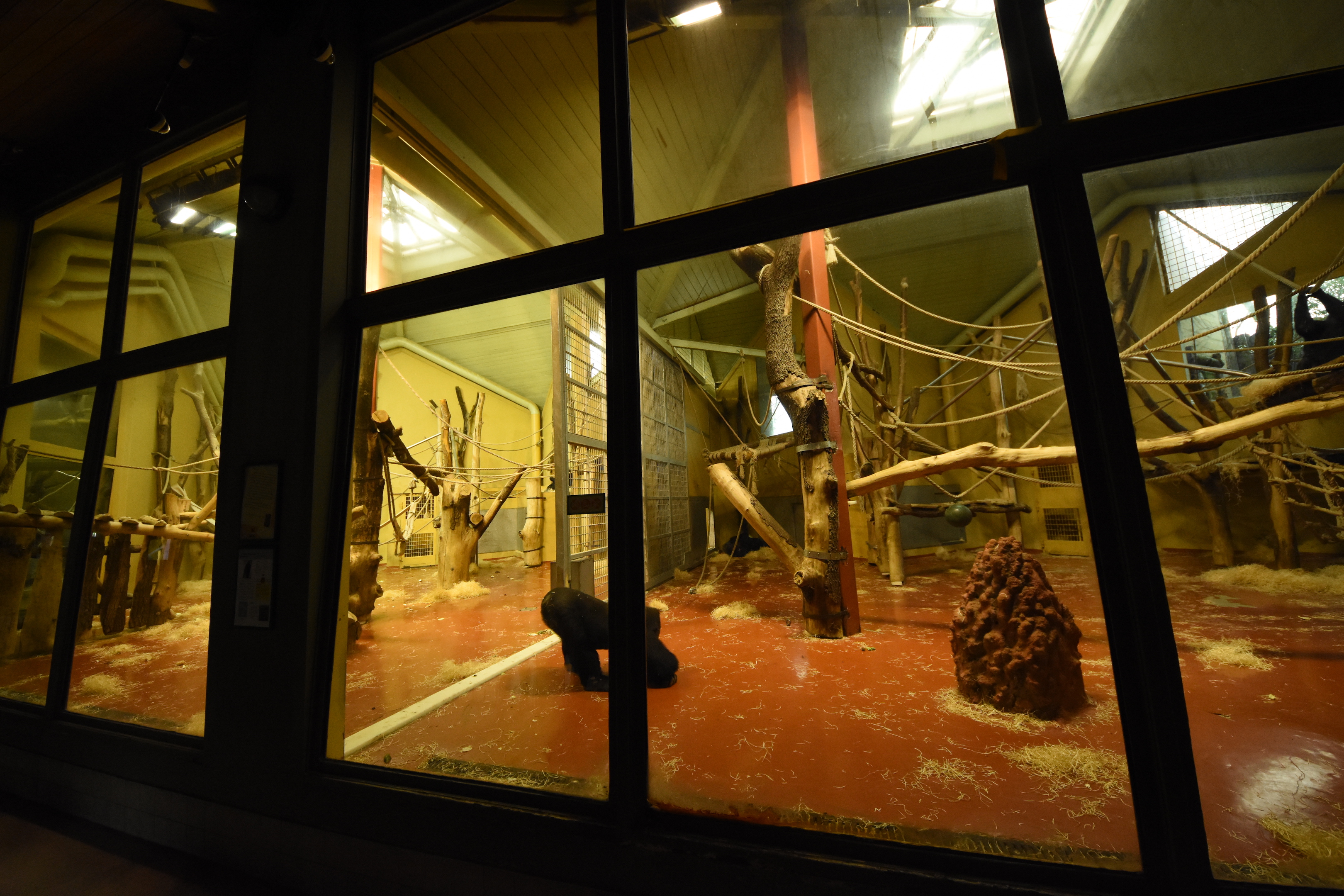 Ape house - Gorilla outdoors