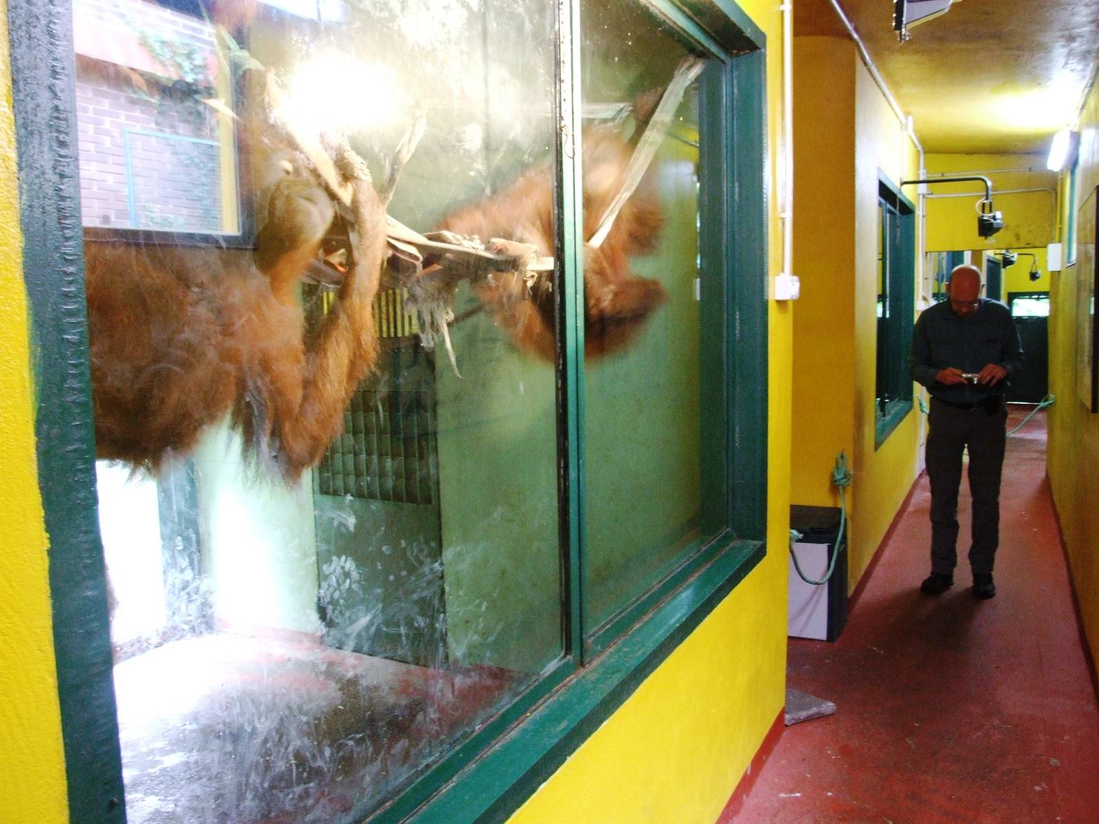 Ape House Interior at Santillana del Mar, 13/06/15