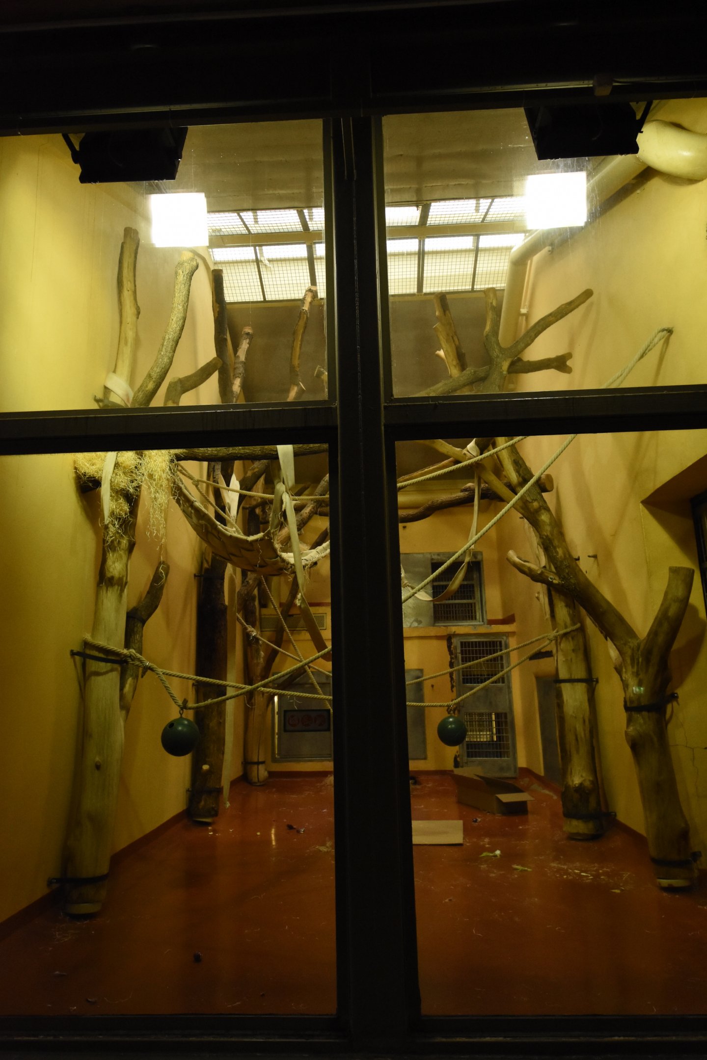 Ape house - Orang utan indoor