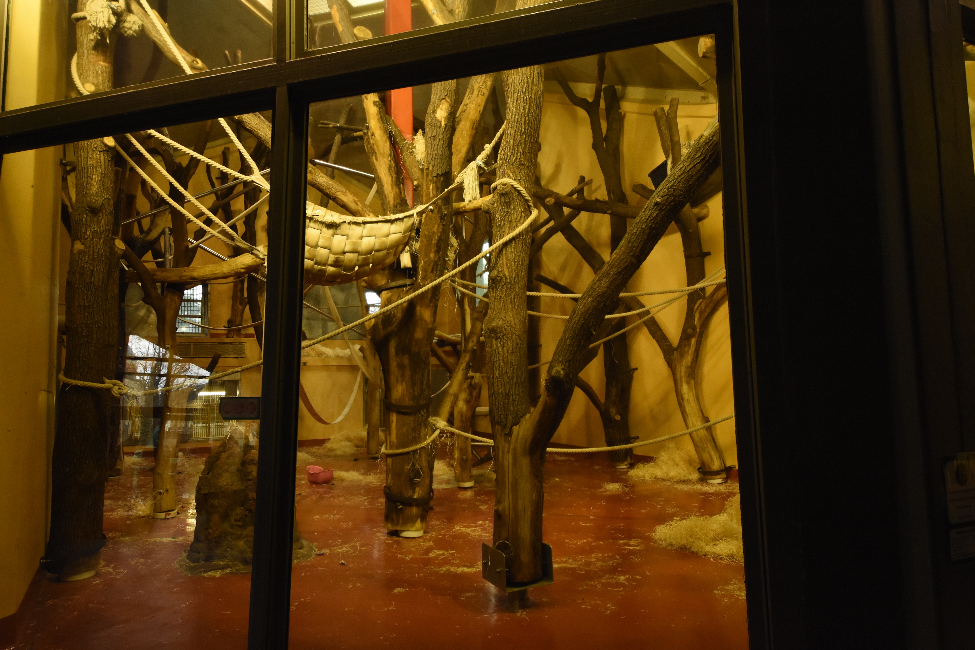 Ape house - Orang utan indoors