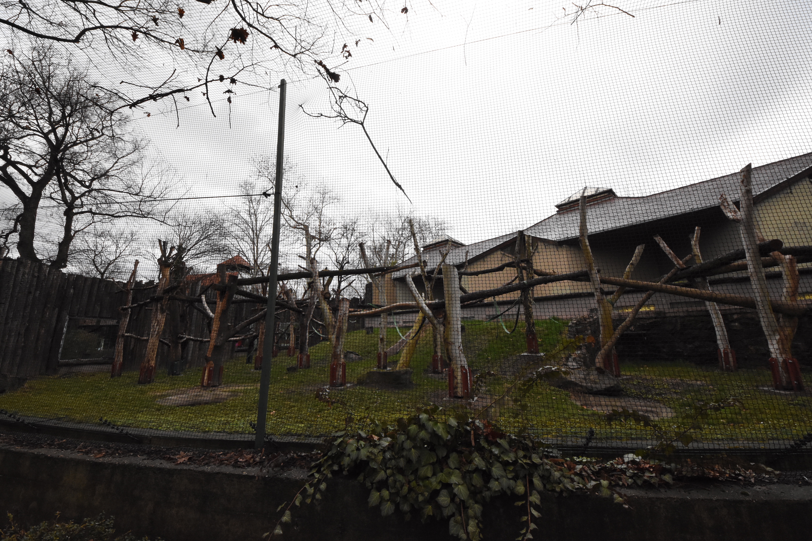 Ape house - Orang utan outdoors