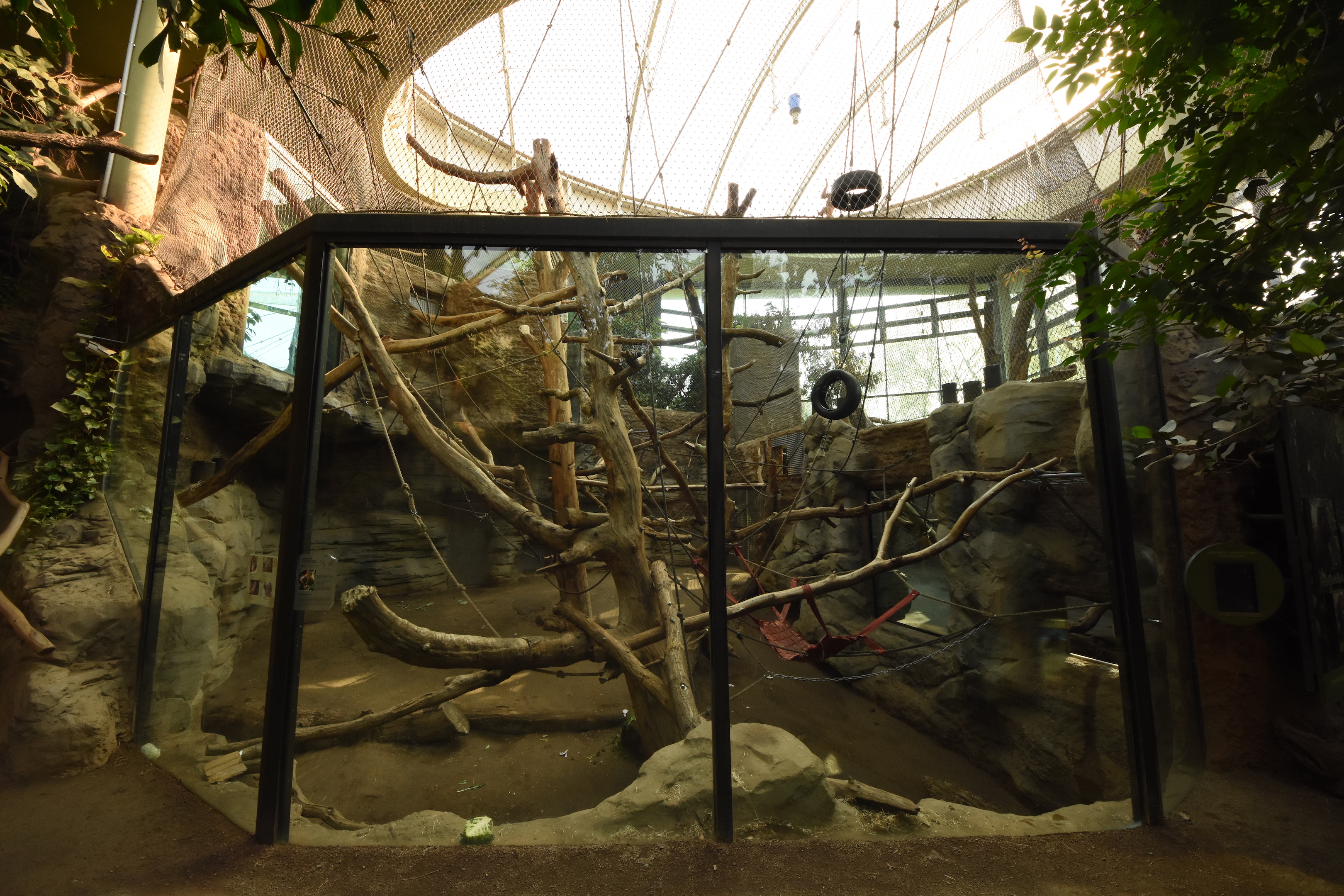 Ape house - Orangutan indoors