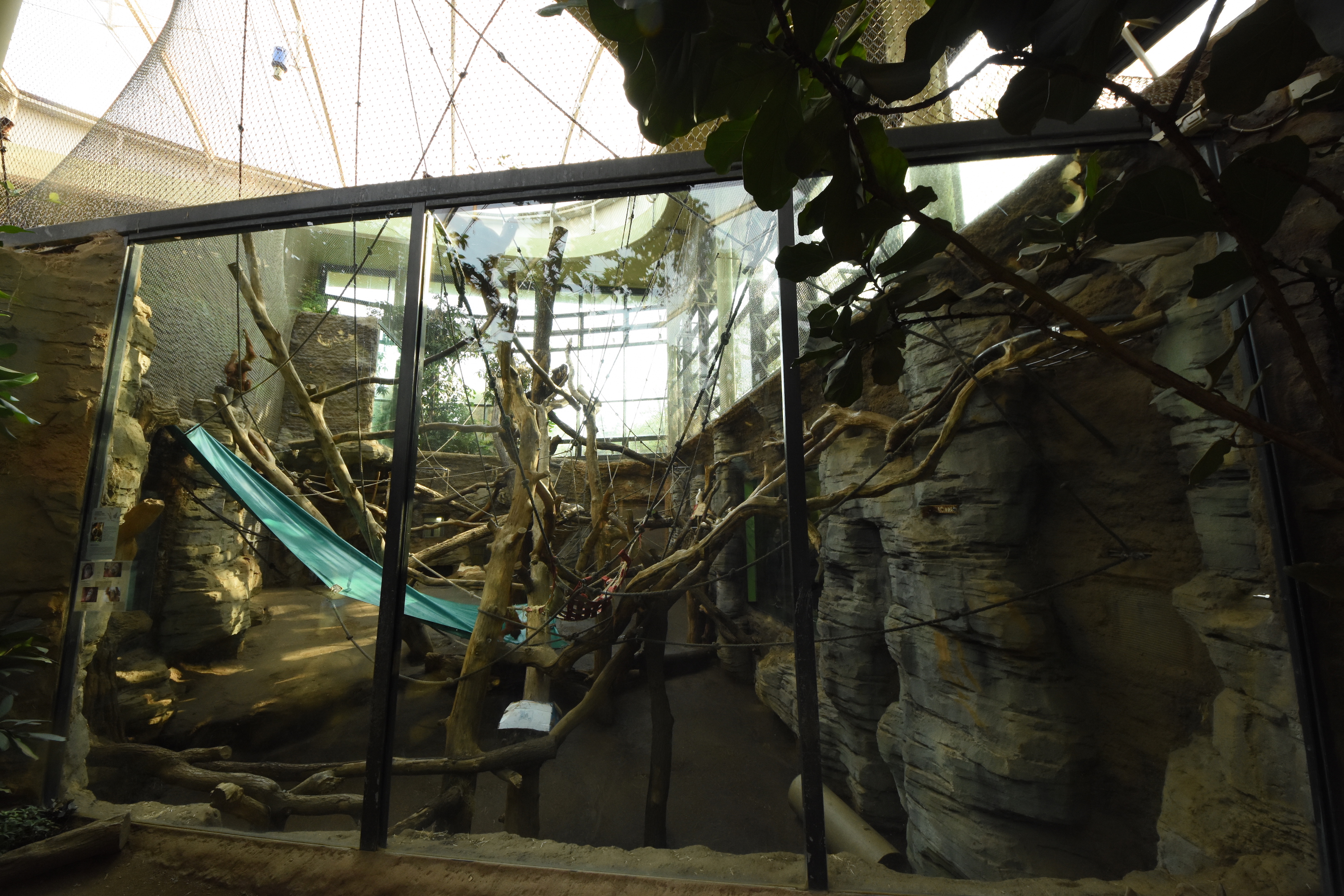 Ape house - Orangutan indoors