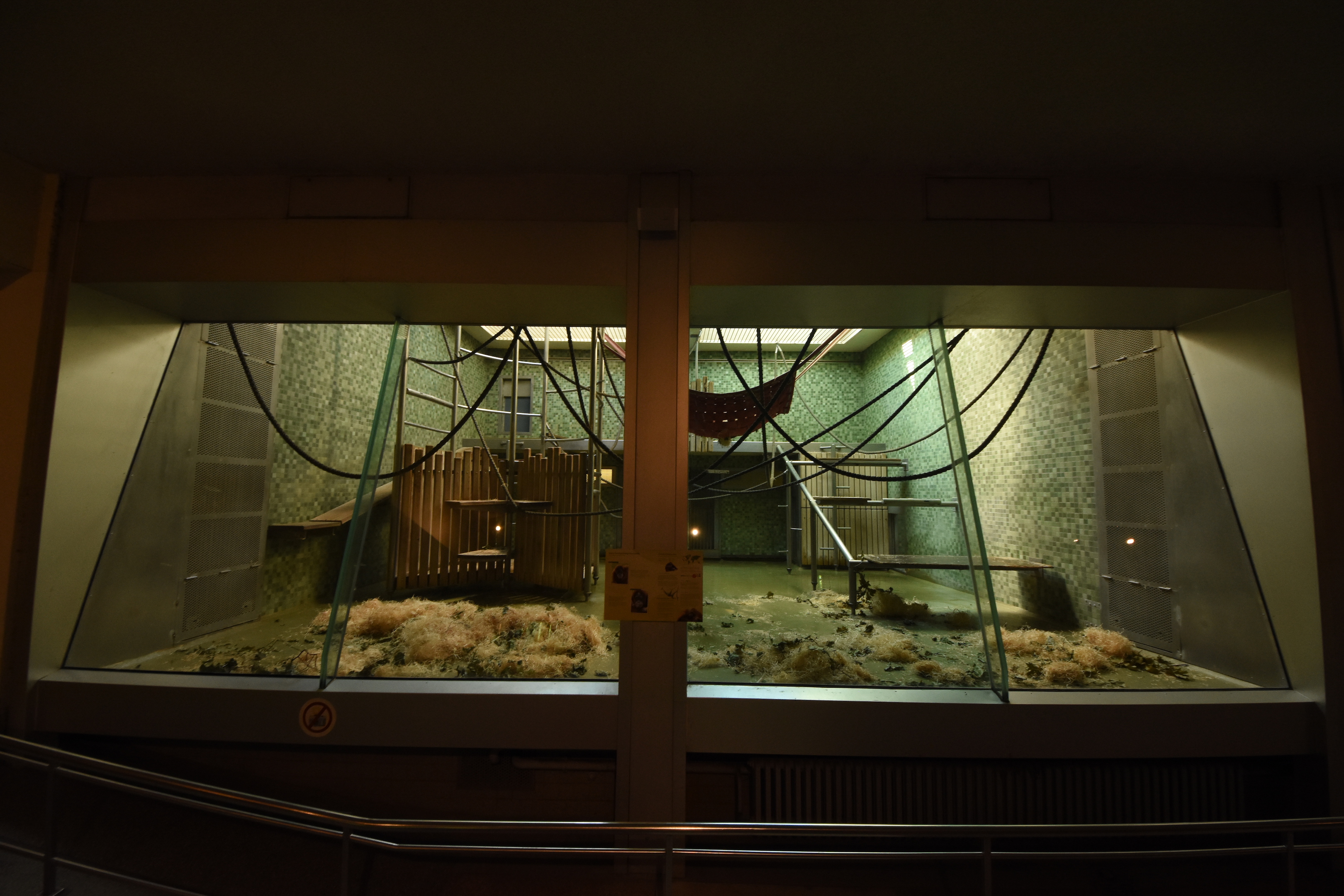 Ape house - Orangutan indoors