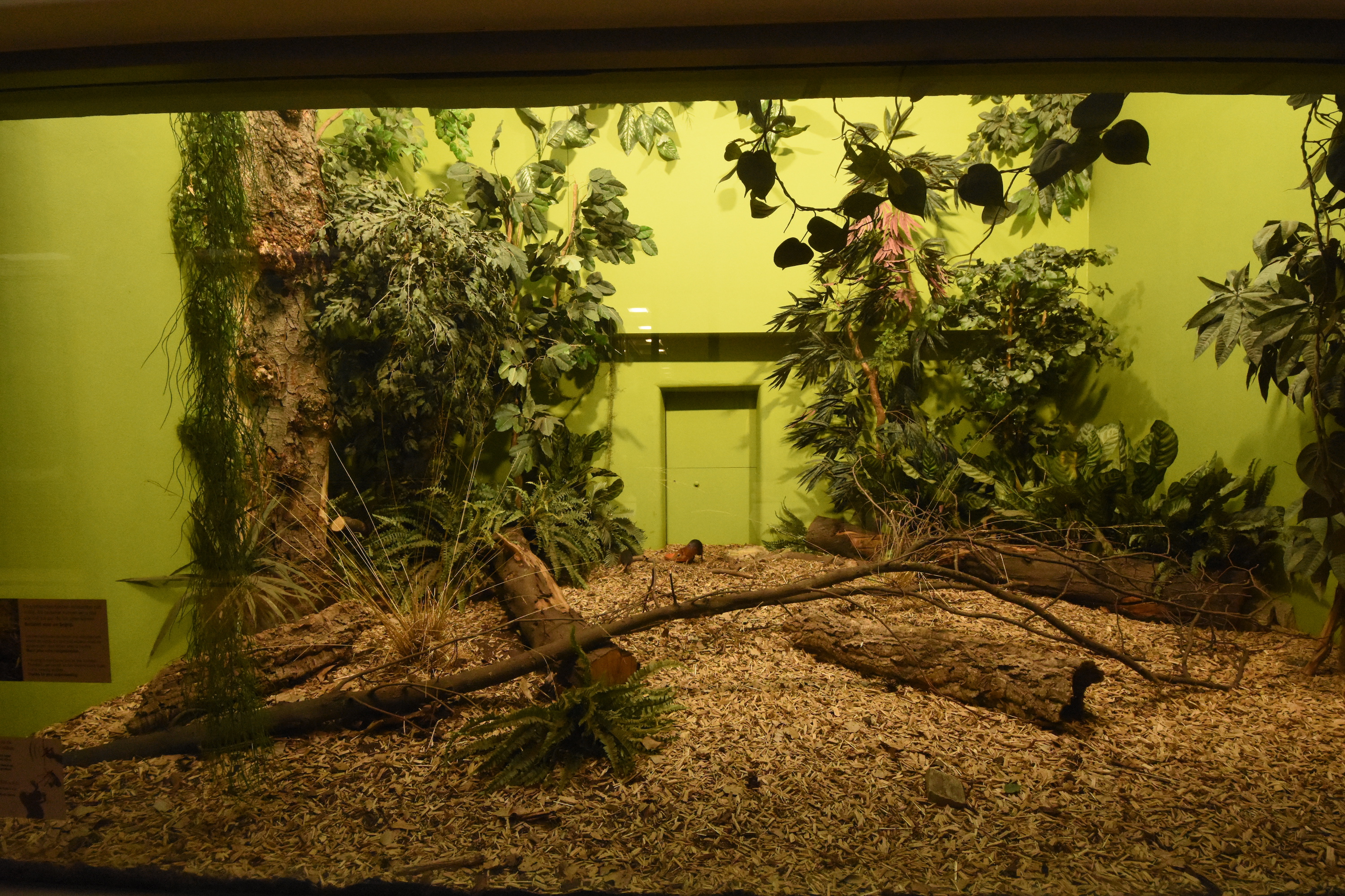 Ape house - Sengi enclosure
