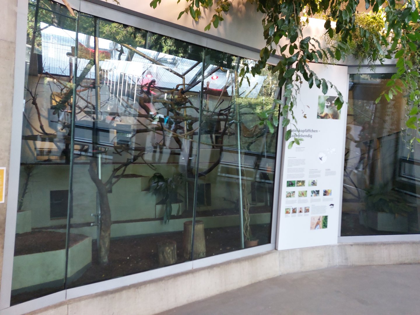 Ape house - Squirrel monkey exhibit