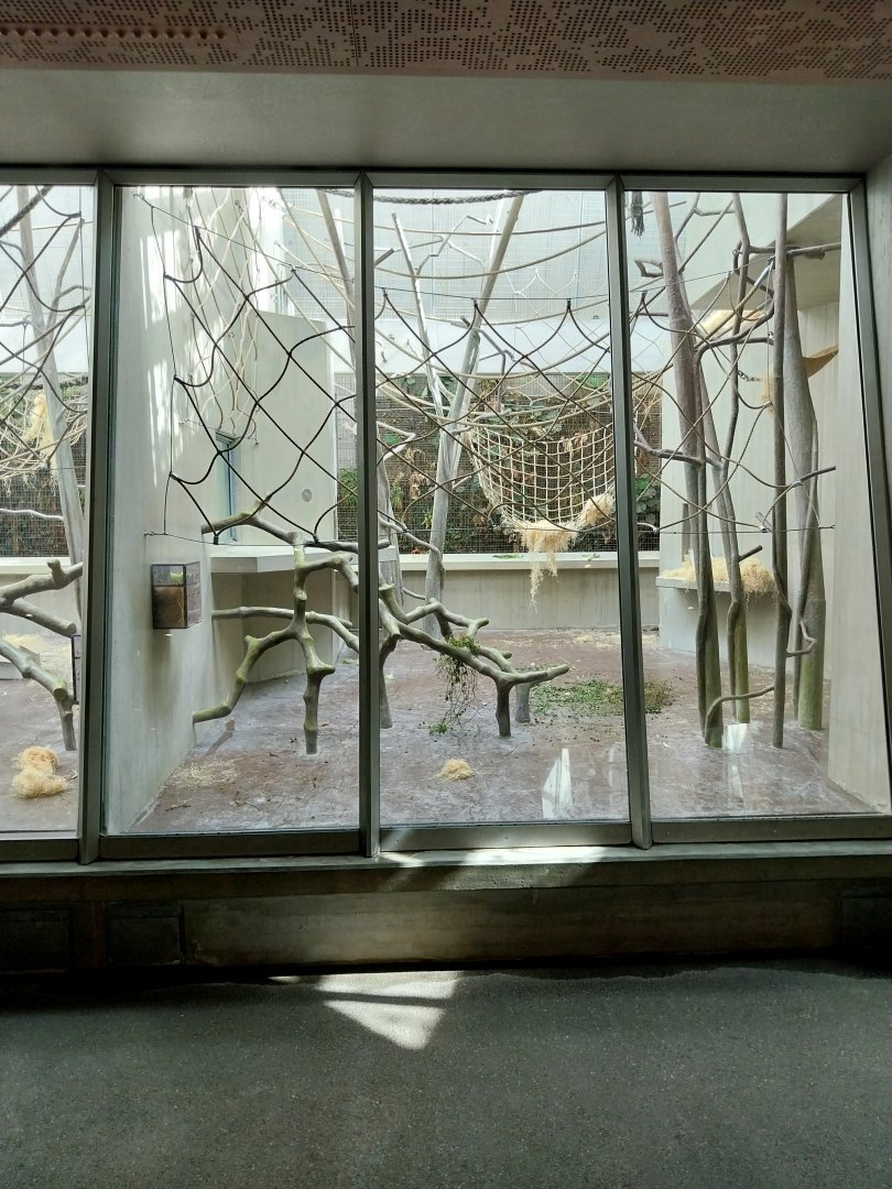 Ape house - Sumatran orangutan enclosure