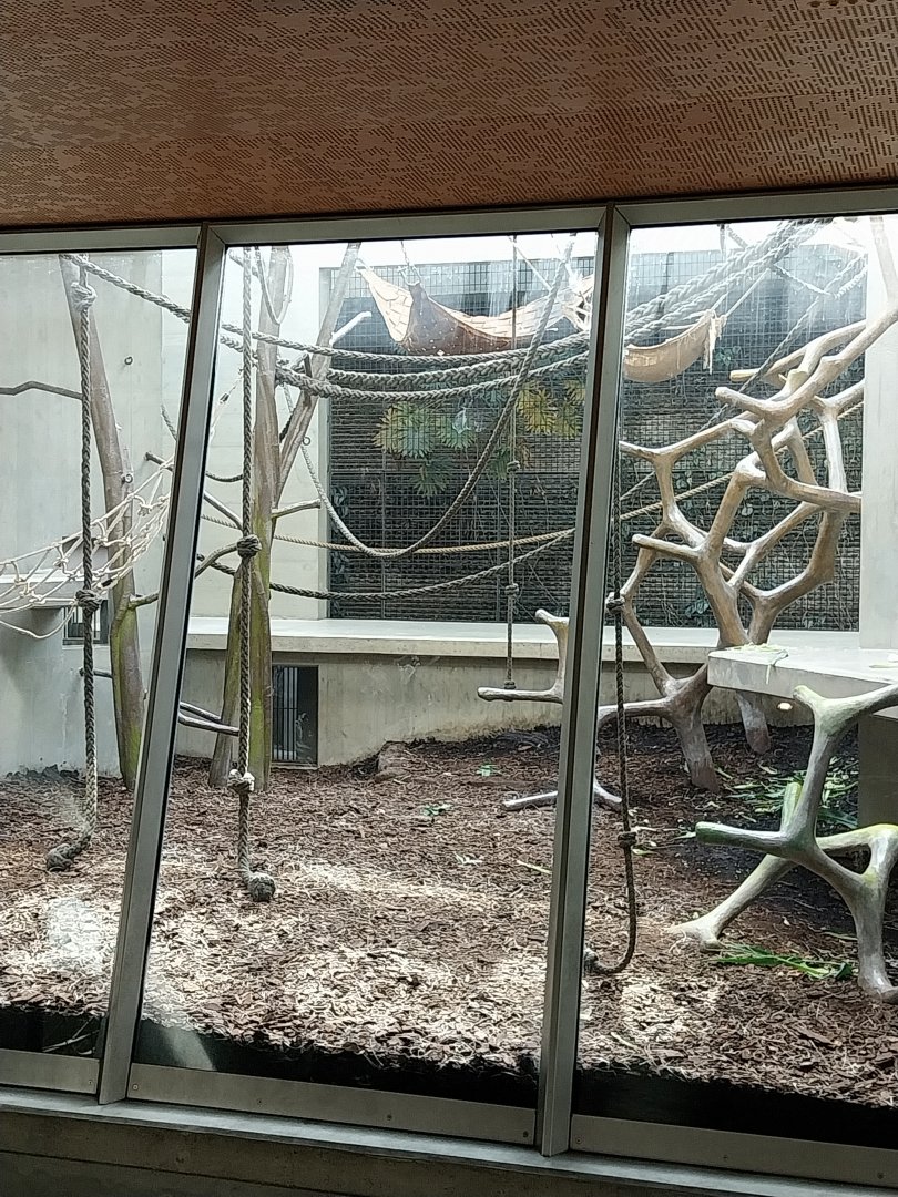 Ape house - Western common chimpanzee enclosures