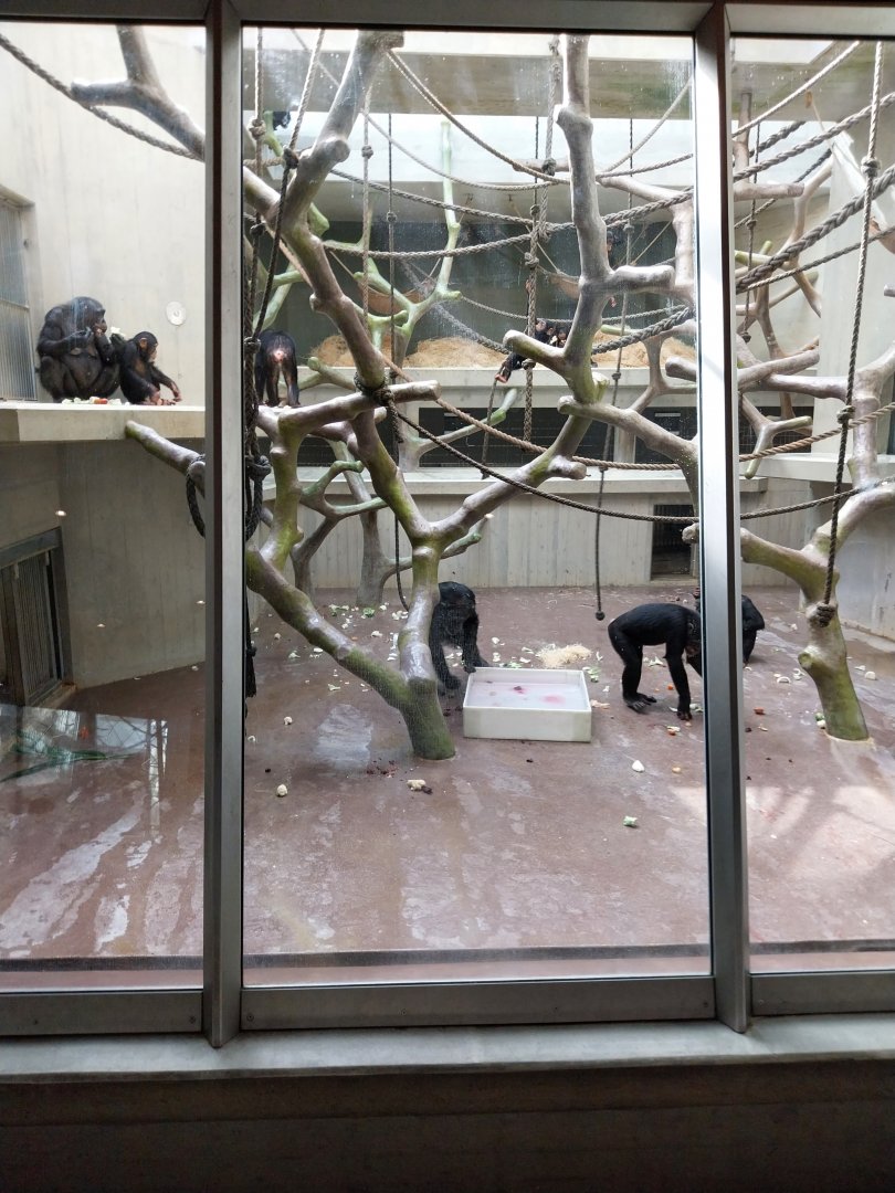 Ape house - Western common chimpanzee enclosures