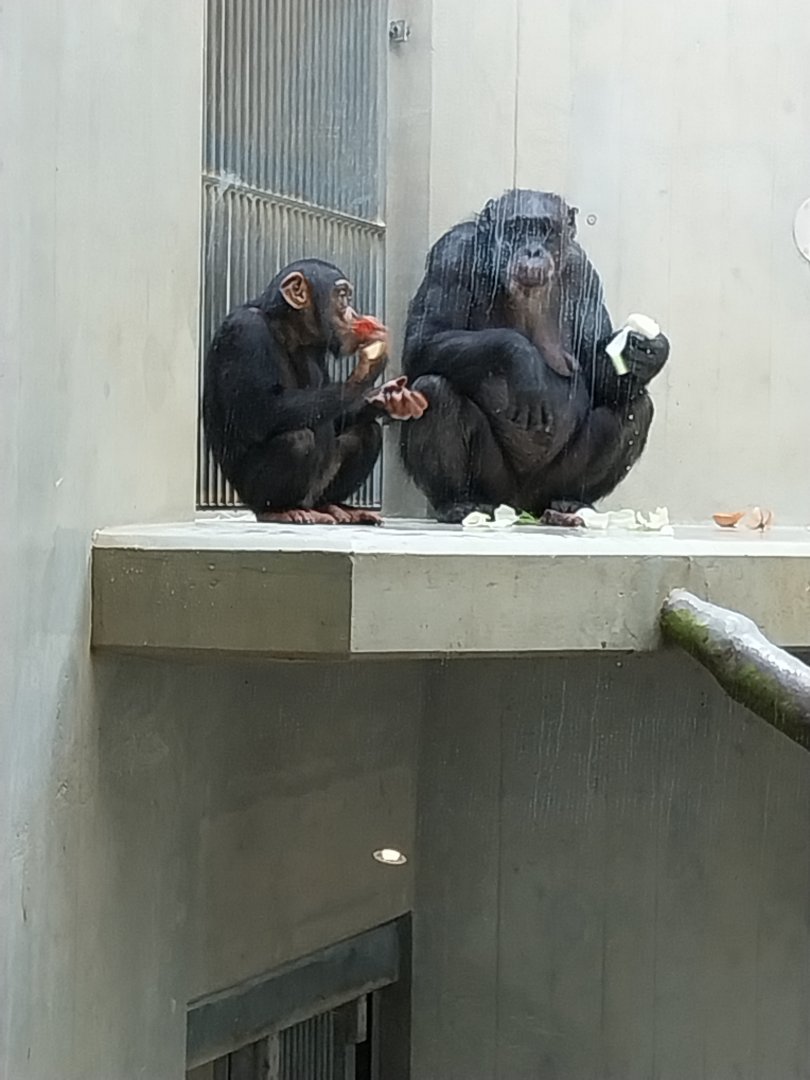 Ape house - Western common chimpanzee (Pan troglodytes verus)