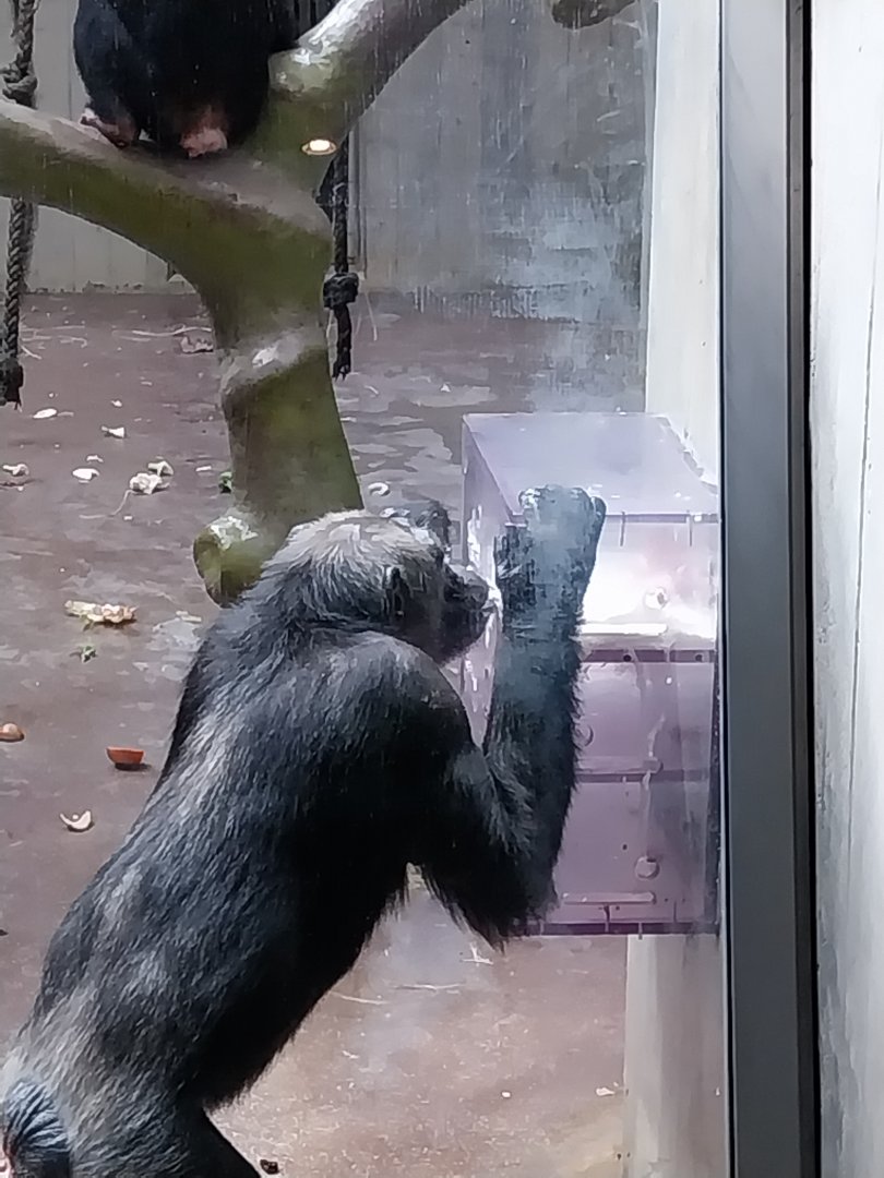 Ape house - Western common chimpanzee (Pan troglodytes verus)