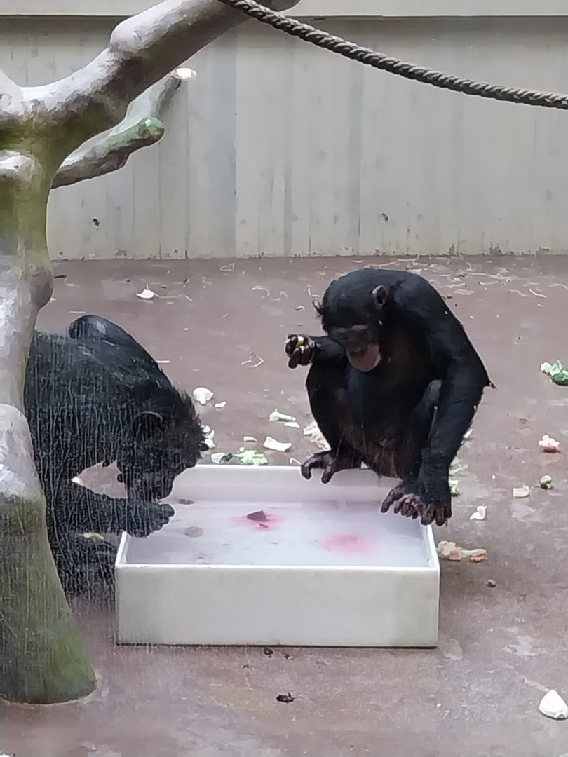 Ape house - Western common chimpanzee (Pan troglodytes verus)