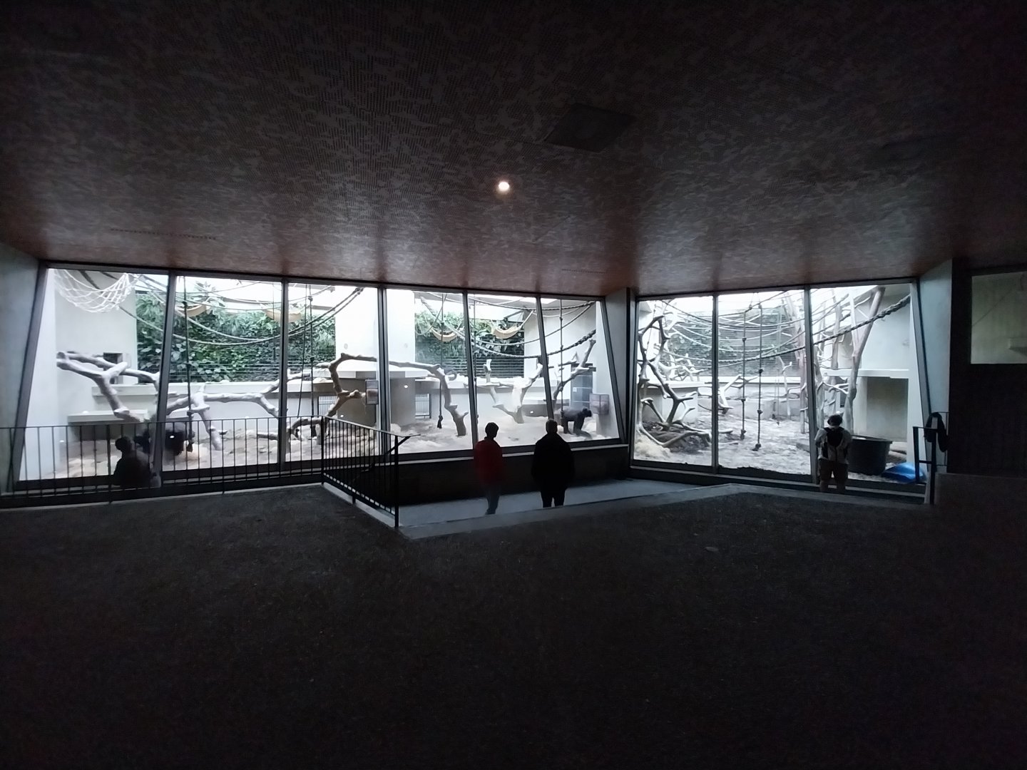 Ape house - Western lowland gorilla enclosures