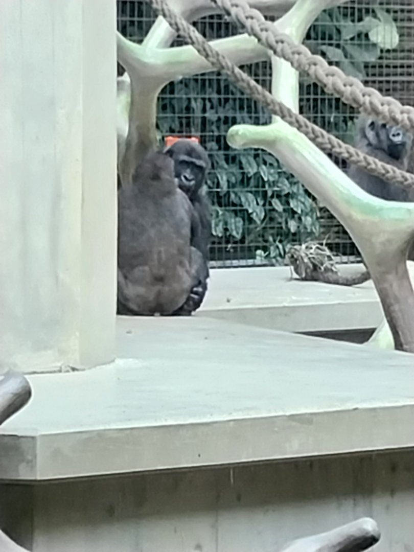 Ape house - Western lowland gorilla (Gorilla gorilla gorilla)