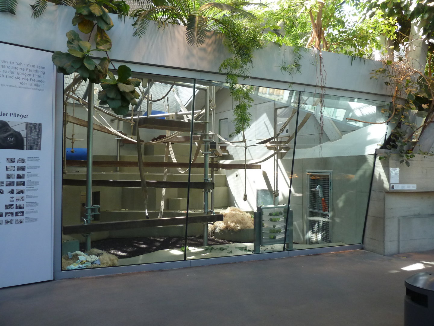 Ape house - Western lowland gorilla holding