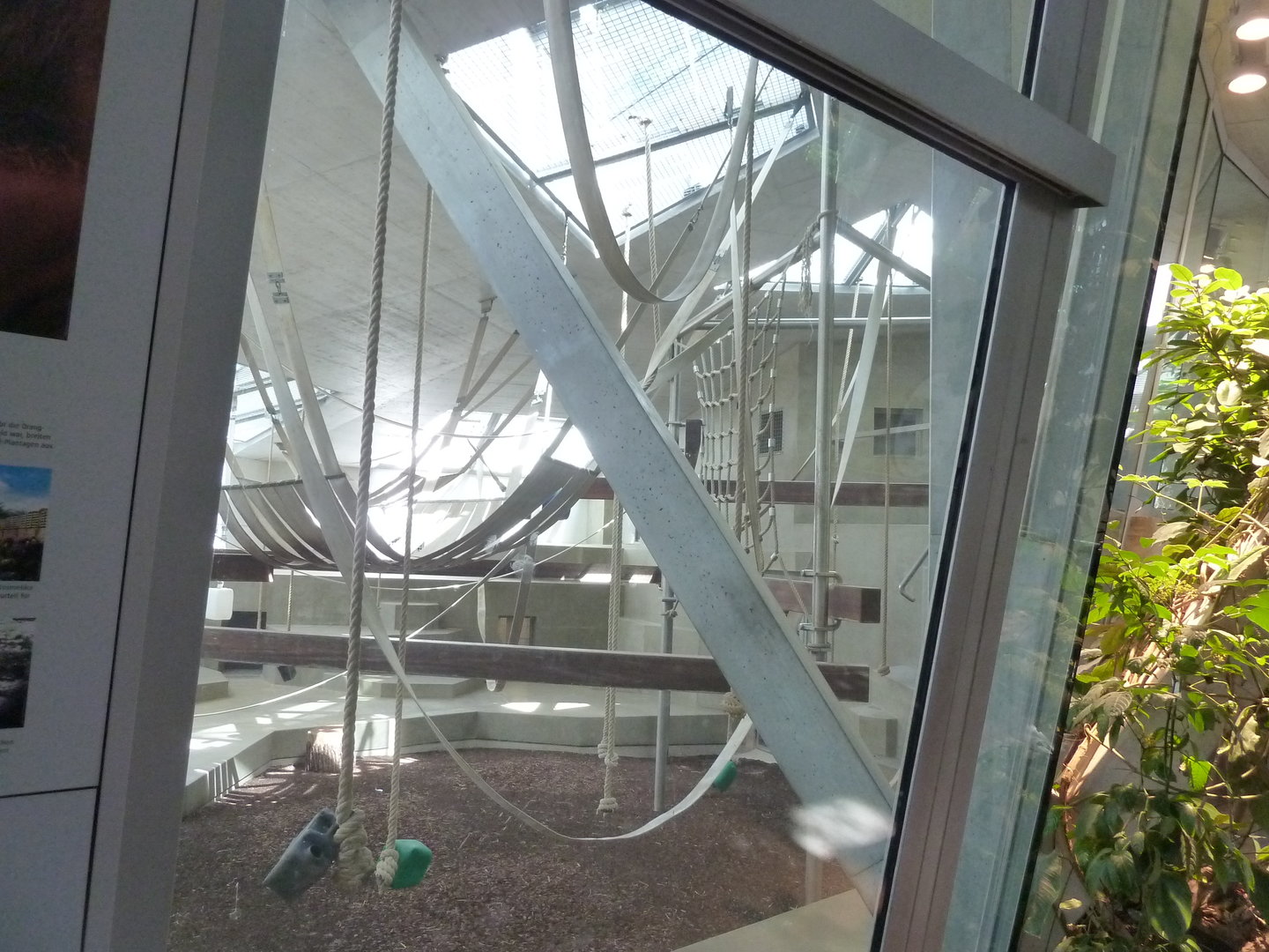 Ape house - Western lowland gorilla holding