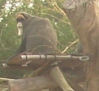 Ape in Grotto 4 (cropped)