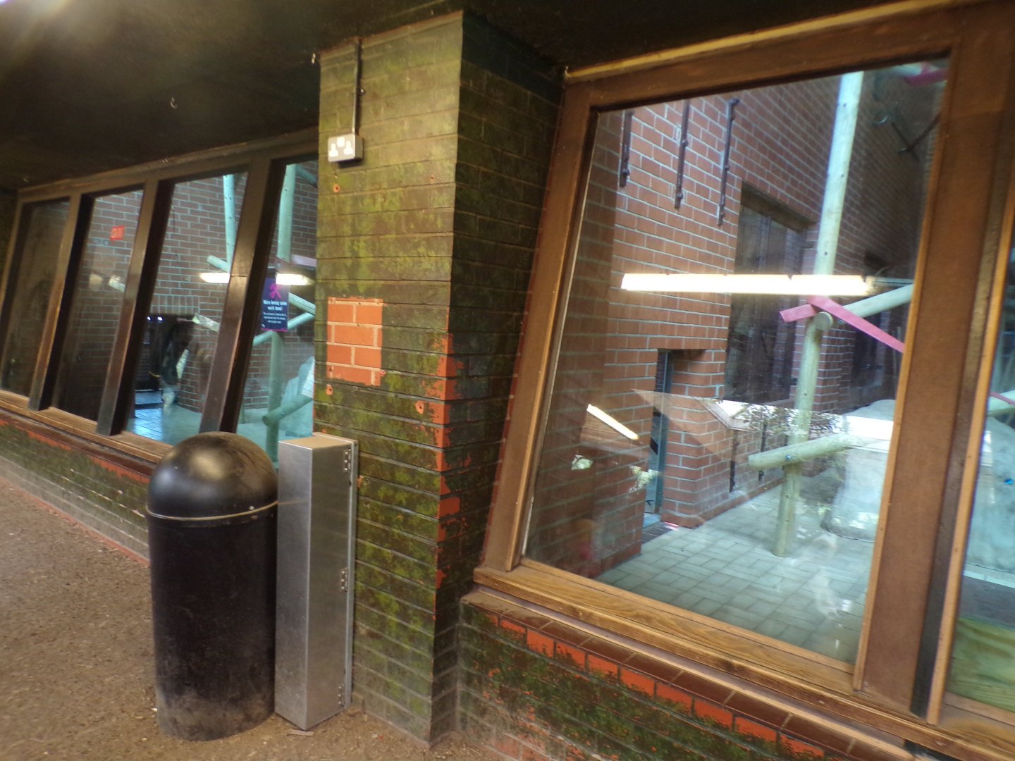 Ape indoors in tortoise house 7.7.24