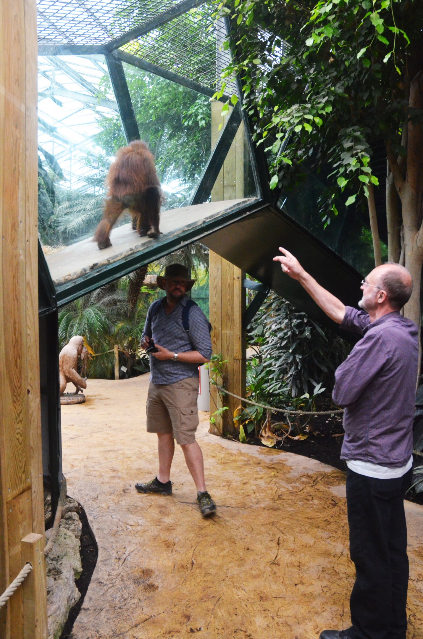 Ape Overpass at Beauval, 12/06/18
