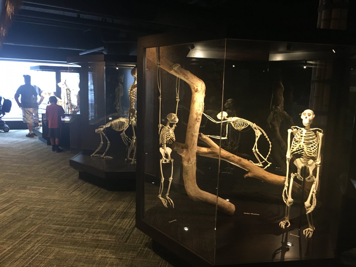 Ape Skeletons Relocated