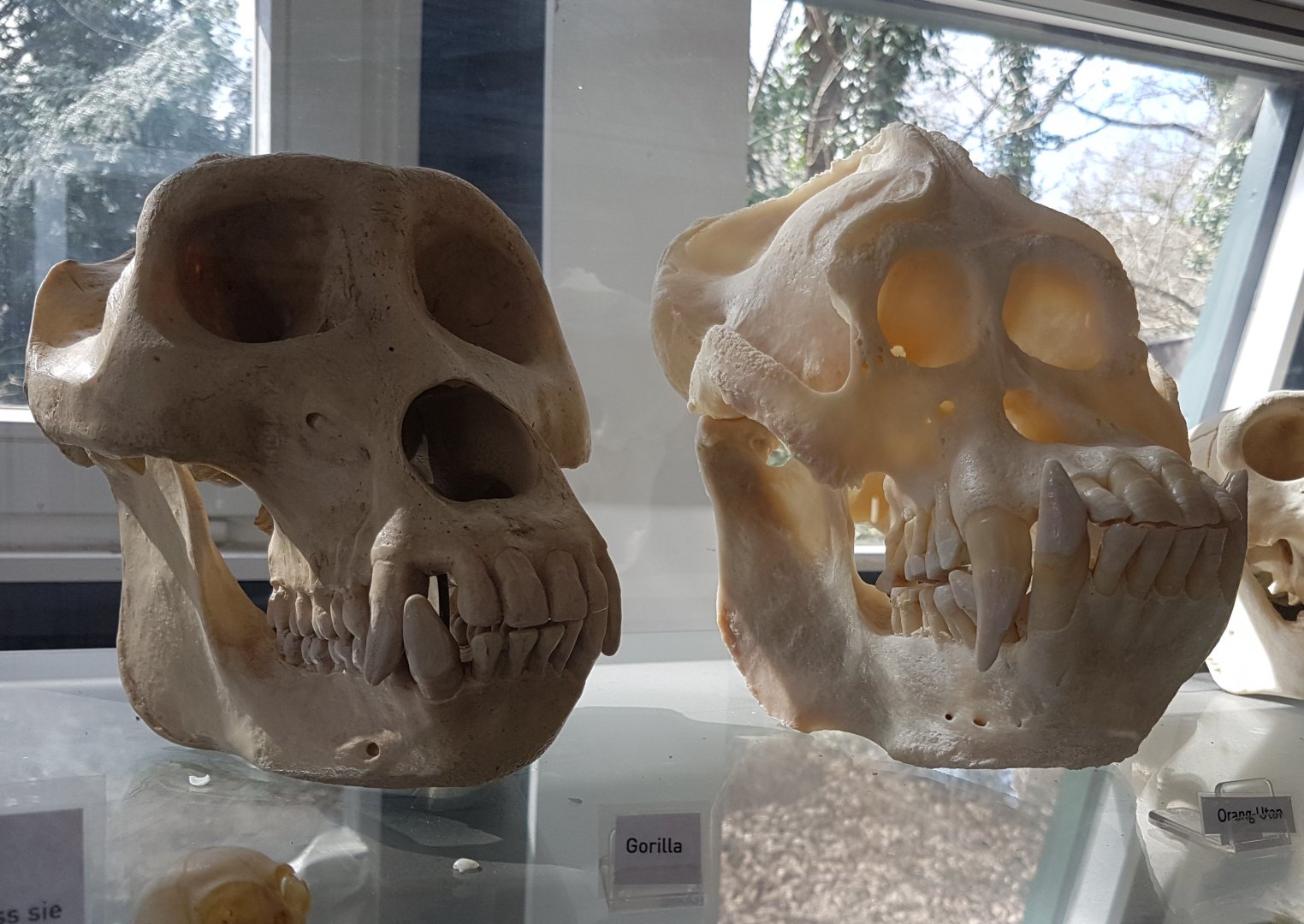 Ape-skulls
