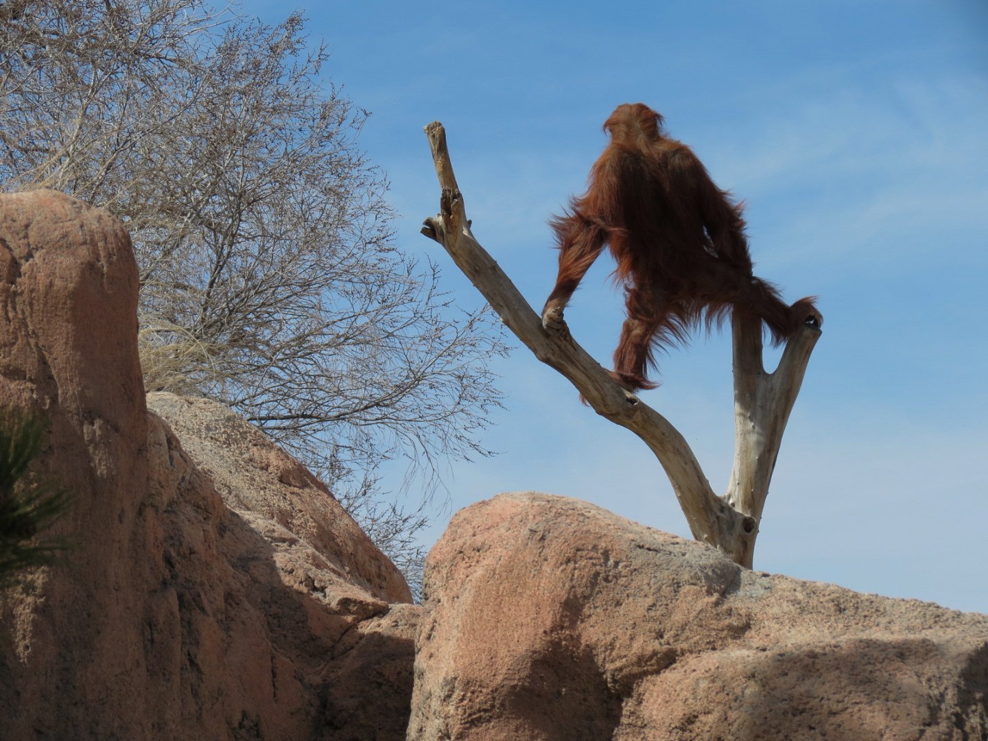 Ape Walk - Orangutan Exhibit