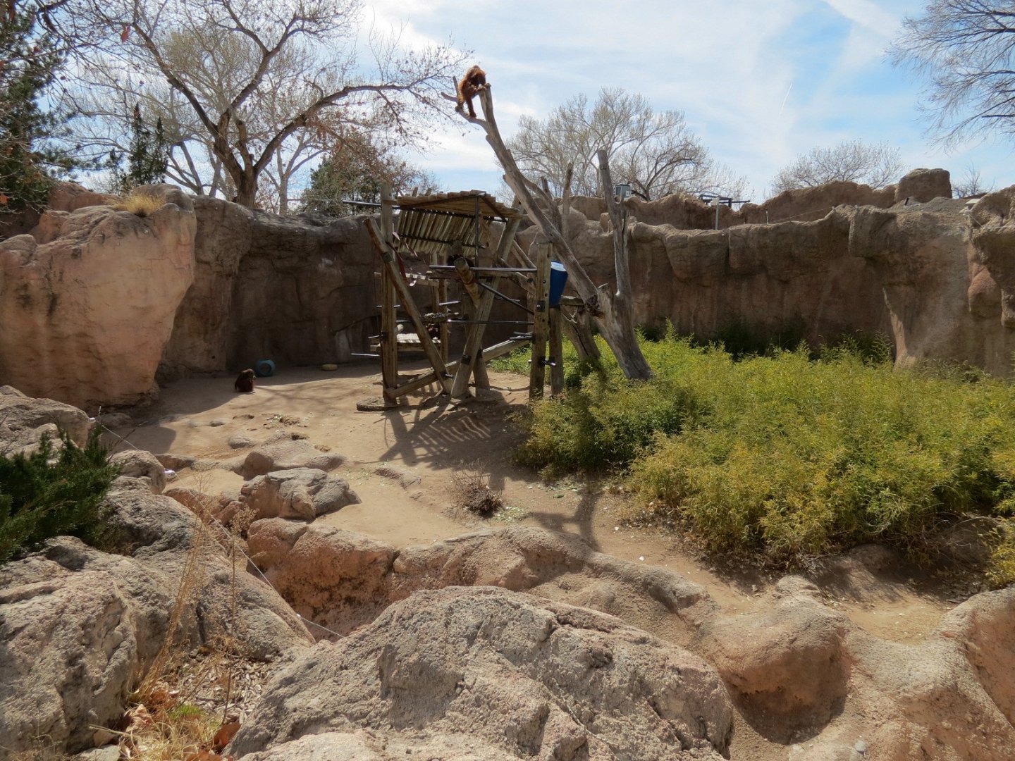 Ape Walk - Orangutan Exhibit