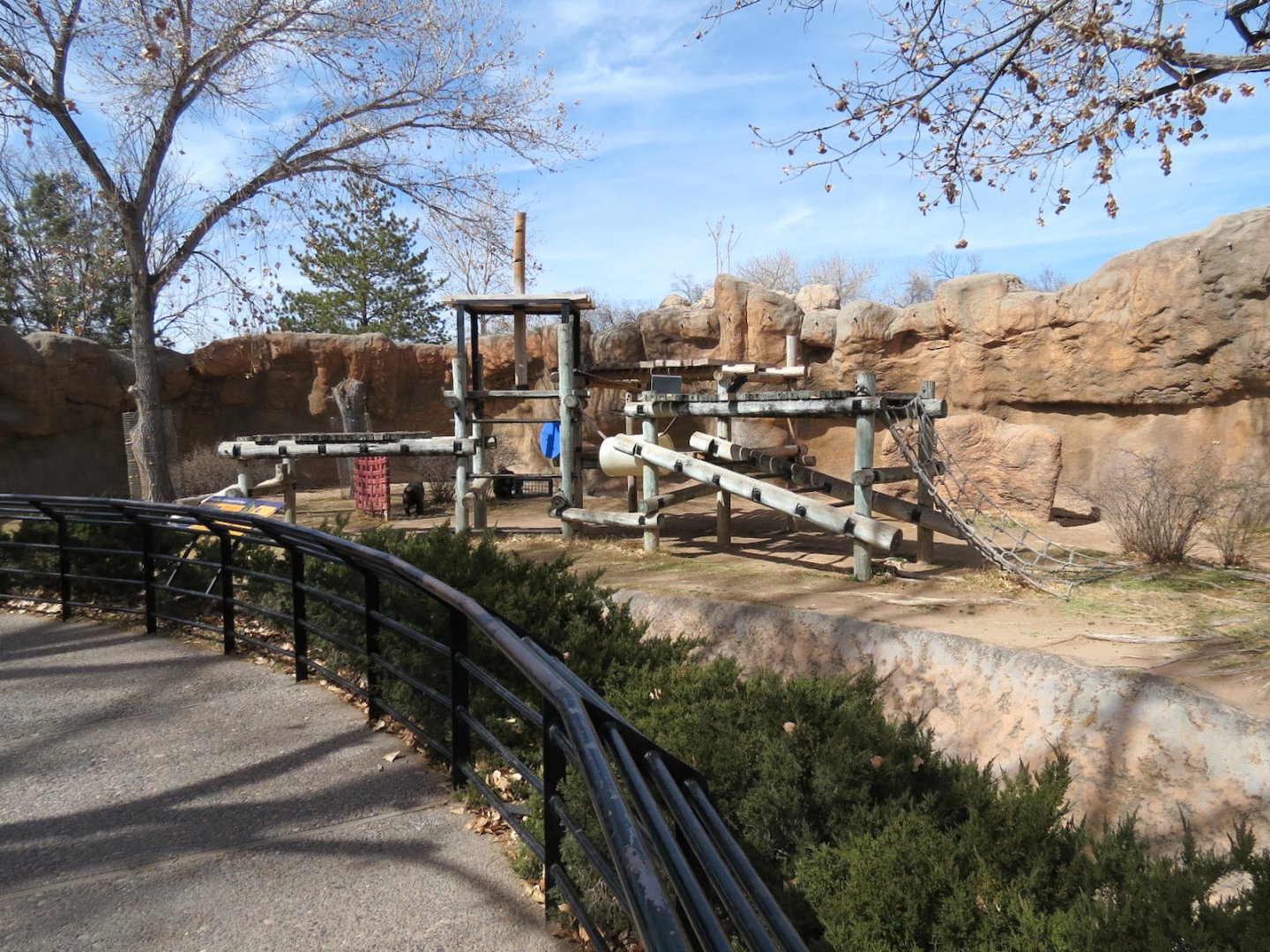 Ape Walk -Western Lowland Gorilla Exhibit 1