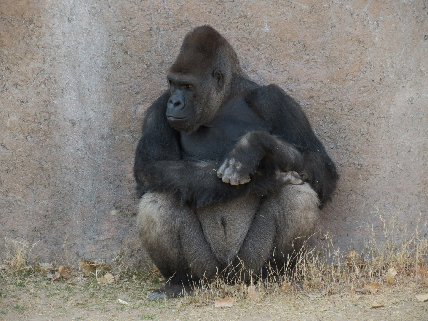 Ape Walk - Western Lowland Gorilla Exhibit 1