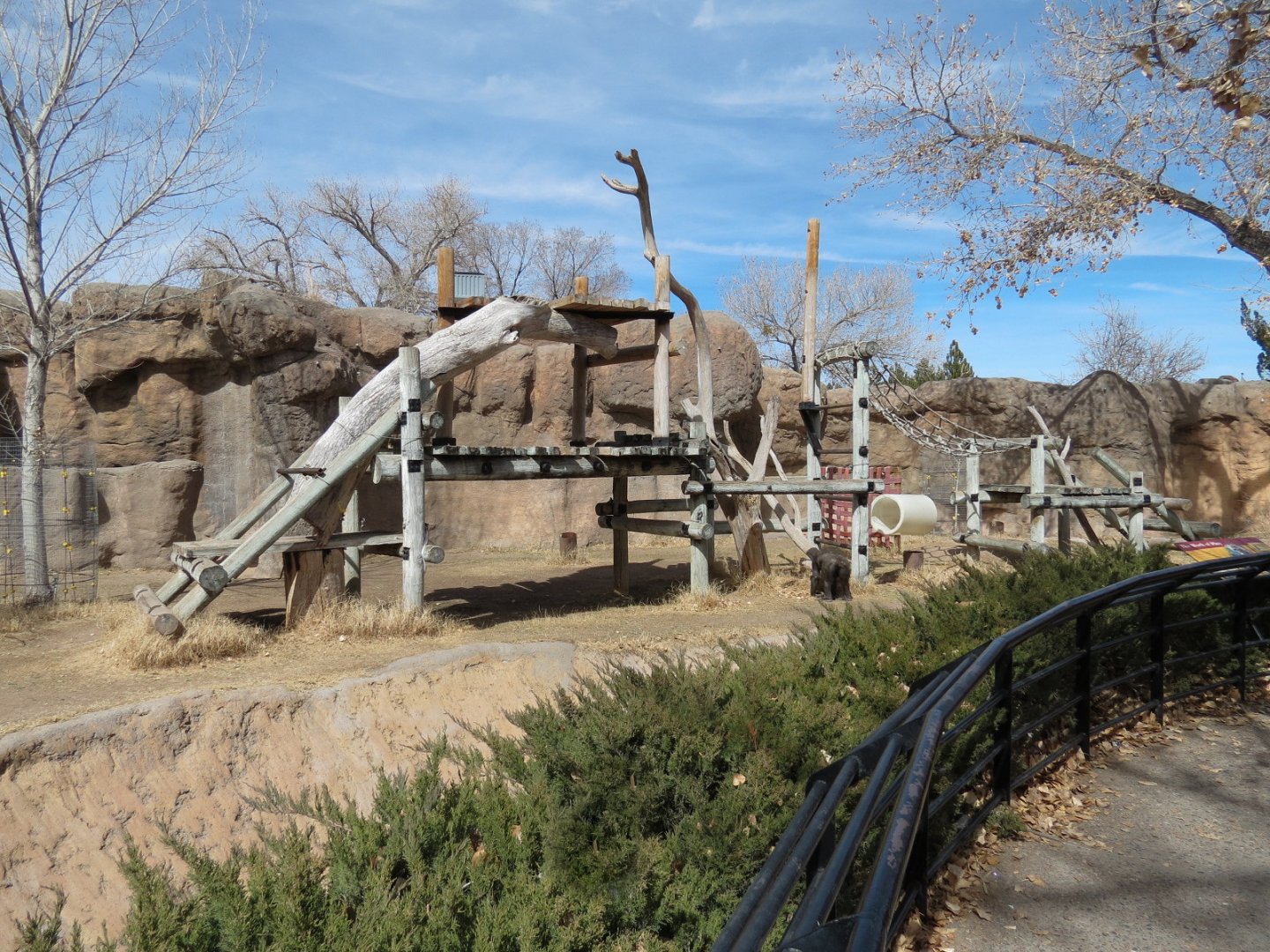 Ape Walk - Western Lowland Gorilla Exhibit 2