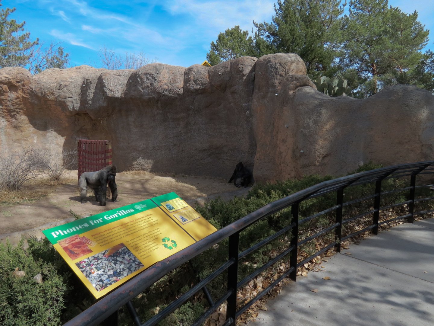 Ape Walk - Western Lowland Gorilla Exhibit 2