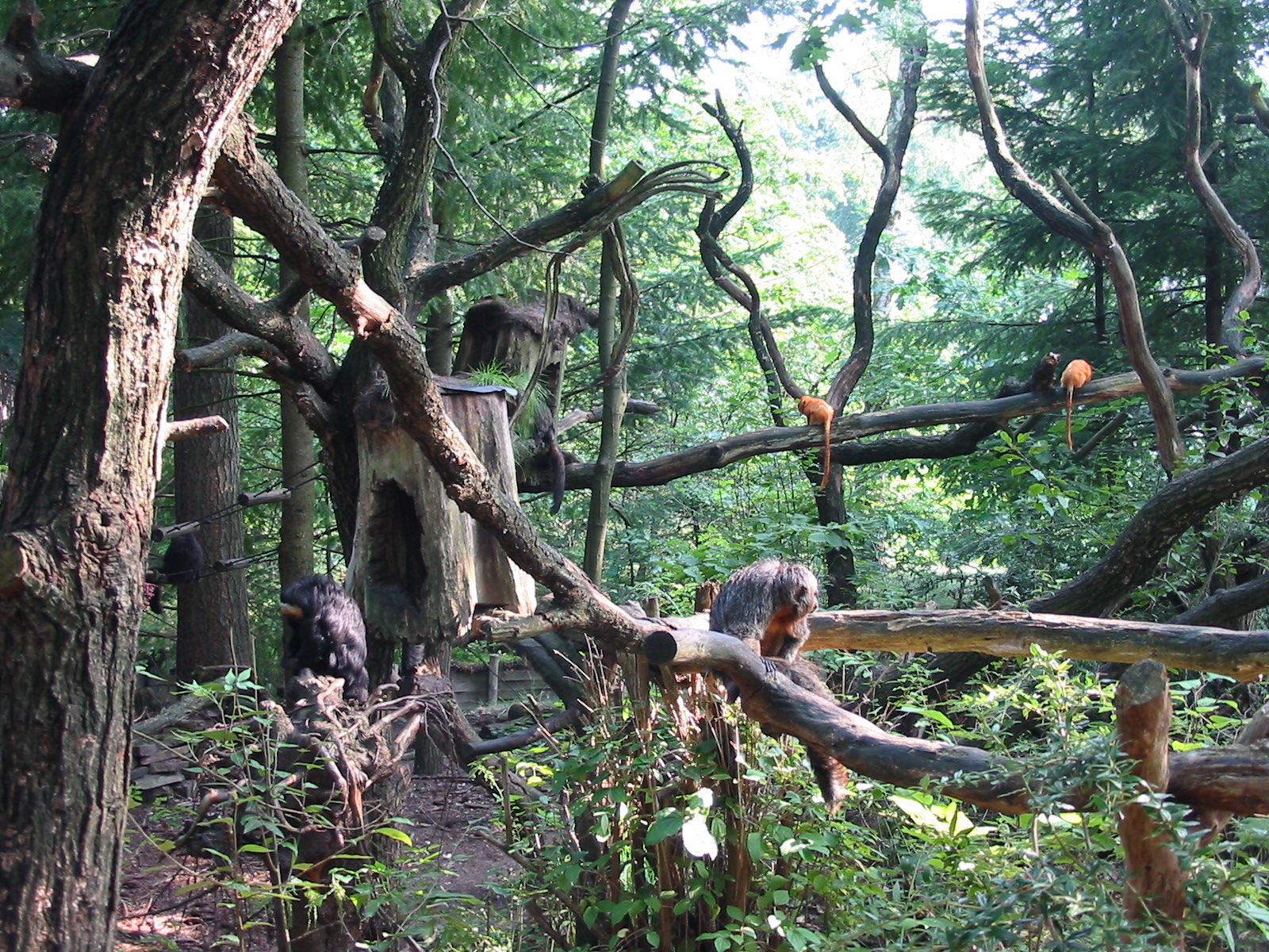 Apenheul 2004 - Free-ranging sakis and tamarins