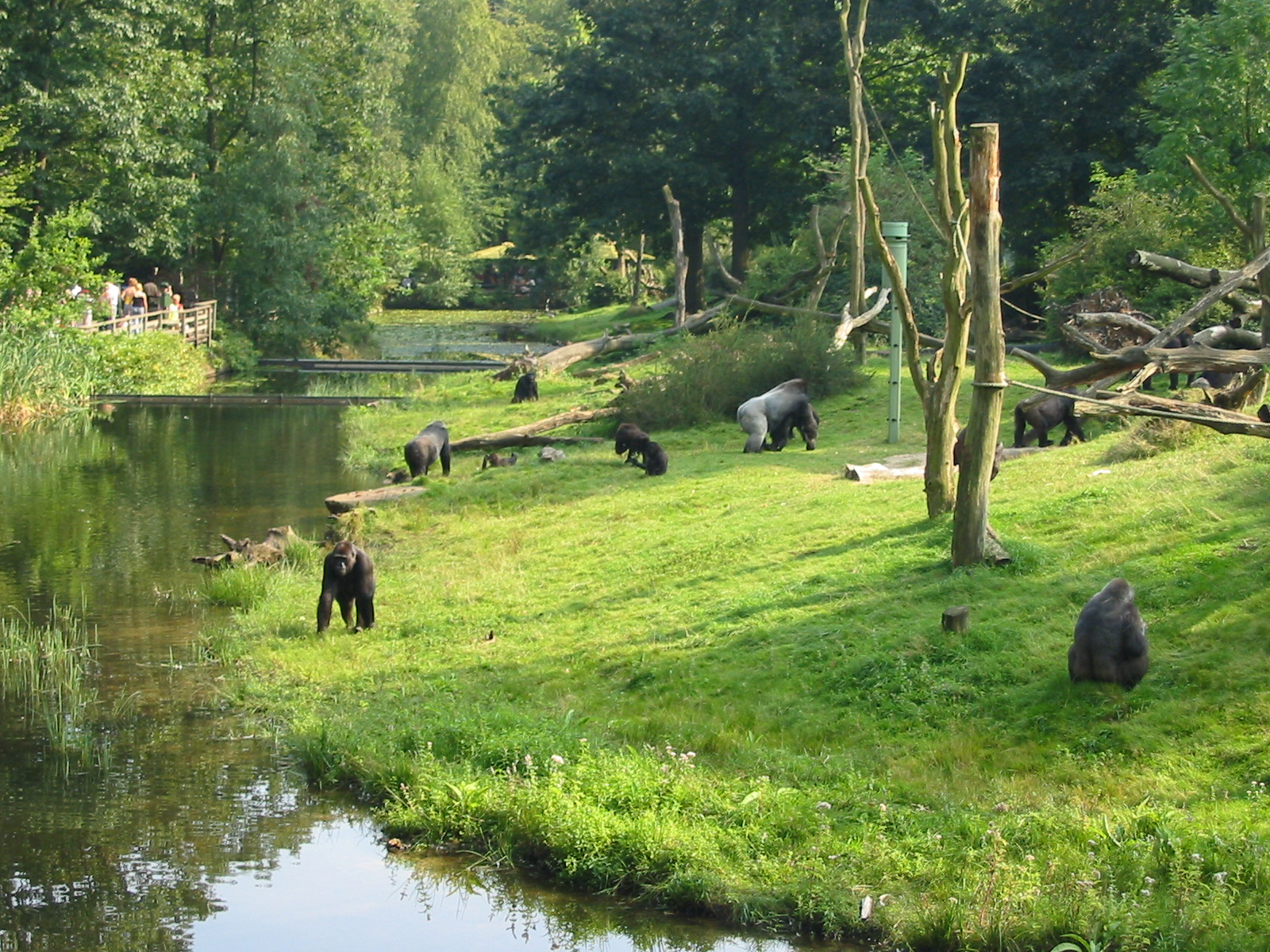Apenheul 2004 - One of the best gorilla exhibits in the world
