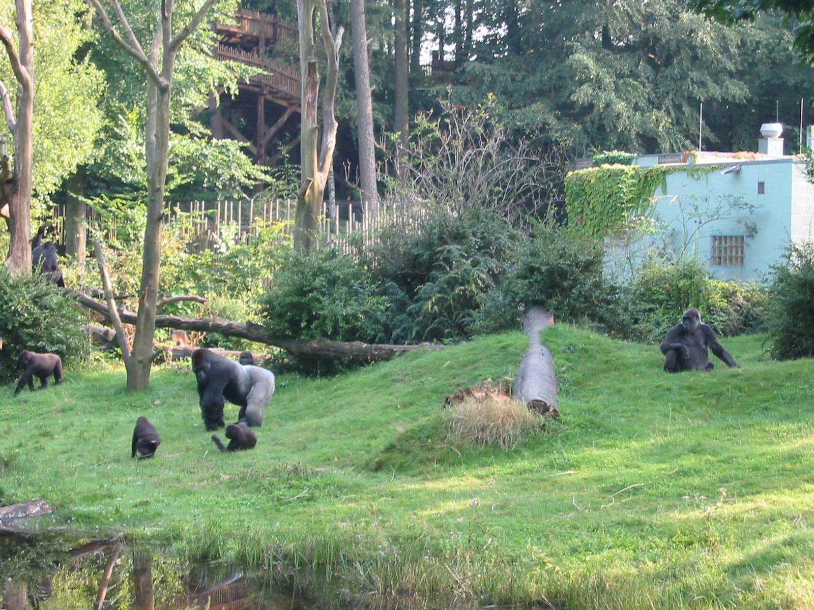 Apenheul 2004 - One of the best gorilla exhibits in the world