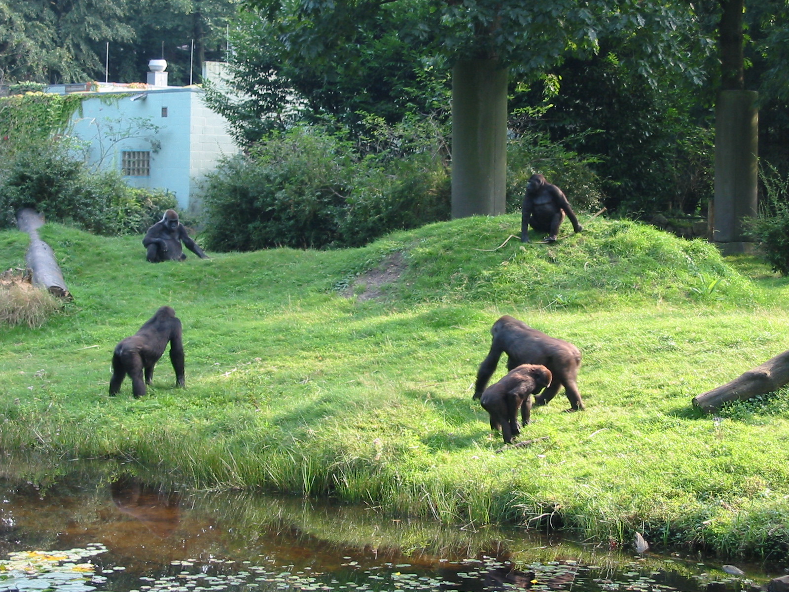 Apenheul 2004 - One of the best gorilla exhibits in the world