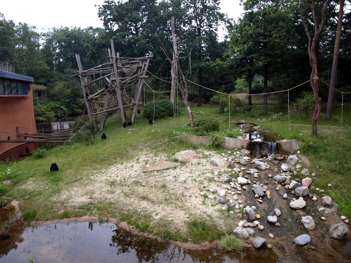 Apenheul - Bonobo exhibit