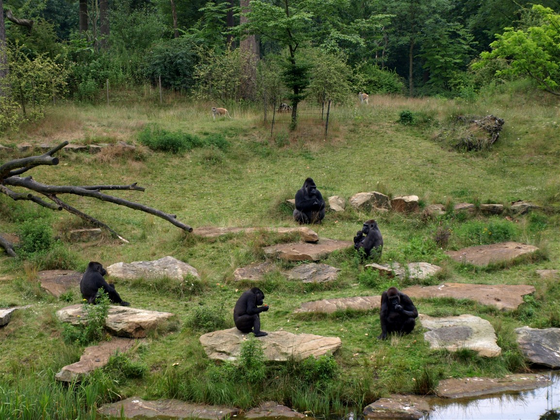 Apenheul - Gorilla feeding