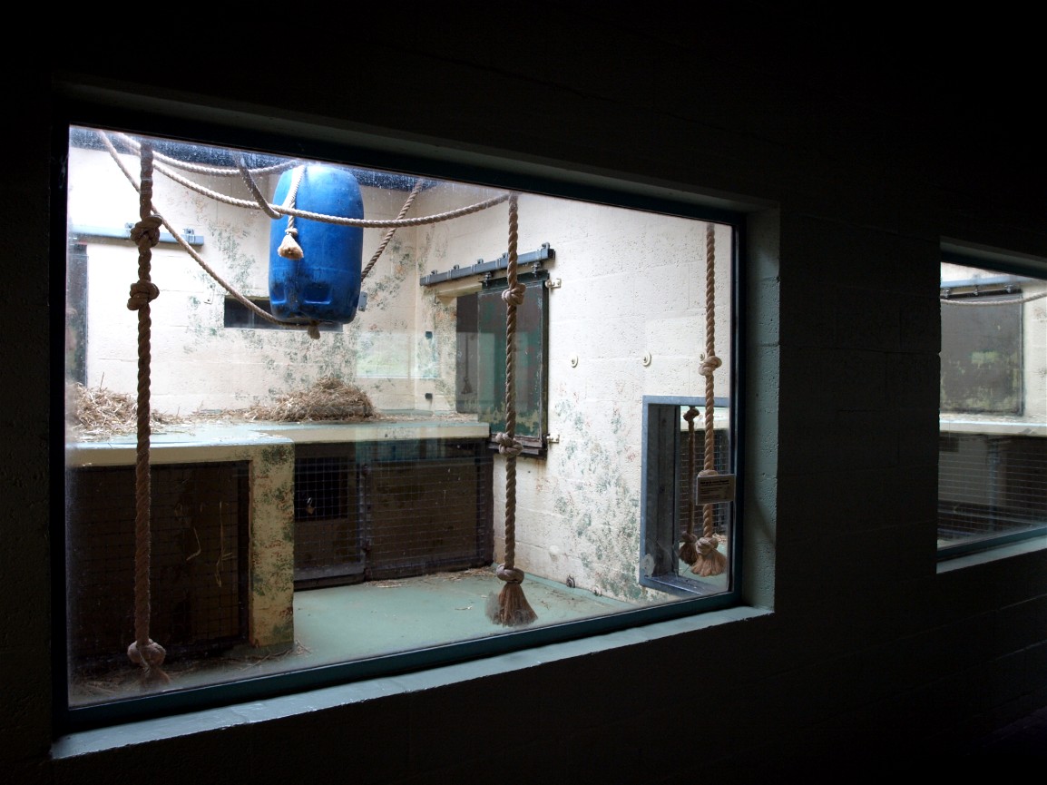 Apenheul - Gorilla indoor exhibit